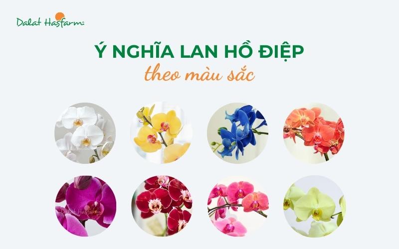 Ngắm nhìn vẻ đẹp kiêu sa của hoa lan hồ điệp vàng, biểu tượng của sự sang trọng và may mắn trong mọi không gian.